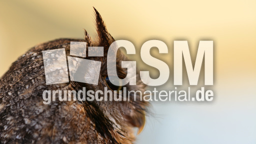 Choliba-Kreischeule (09).jpg